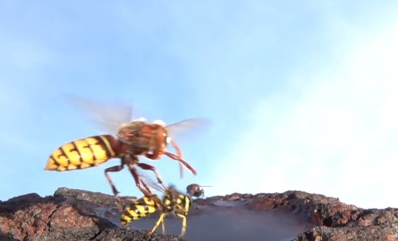 Впечатляющее видео о шершнях на водопое