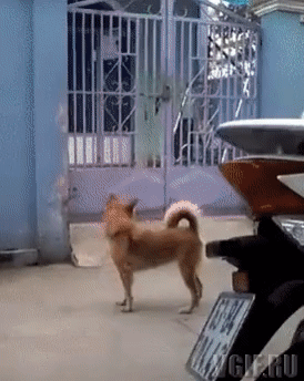 Гифки разные Гифки разные