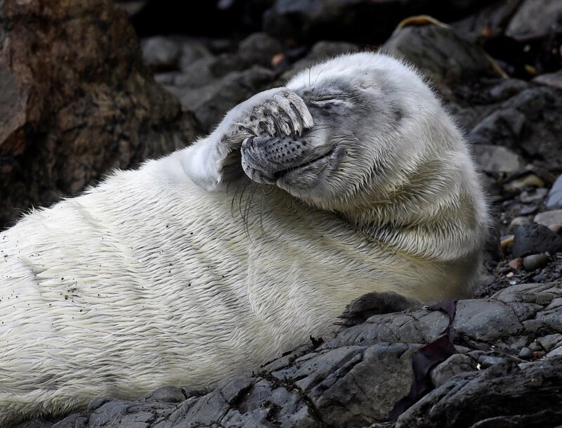 3. Застенчивый тюлень, Уэльс, Великобритания. (Фото Rebecca Naden):