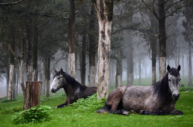 7. Лошади отдыхают в лесу в Шаххате, Ливия. (Фото Esam Omran Al-Fetori):