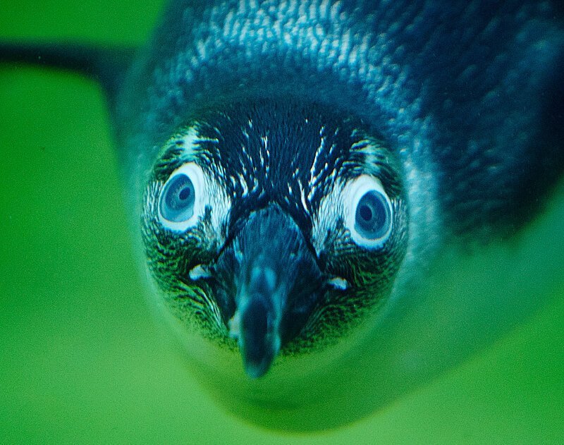 19. Пингвин под водой выглядит потешно. (Фото Michael Probst):