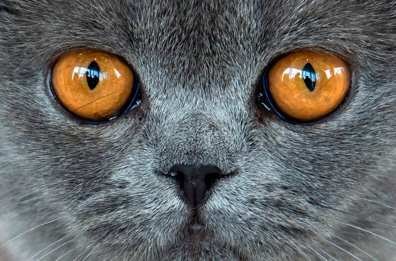 16. Британская короткошерстная кошка на выставке. (Фото Jens Meyer):