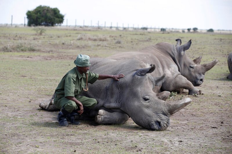 9. Носороги в национальном парке Лайкипия, Кения. (Фото Baz Ratner):