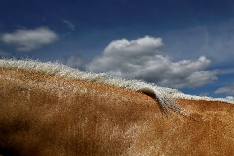 6. Грива лошади. (Фото Clodagh Kilcoyne):