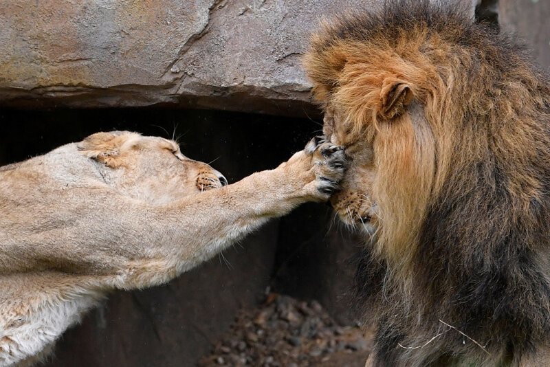 4. Львица показывает льву характер. (Фото Toby Melville):