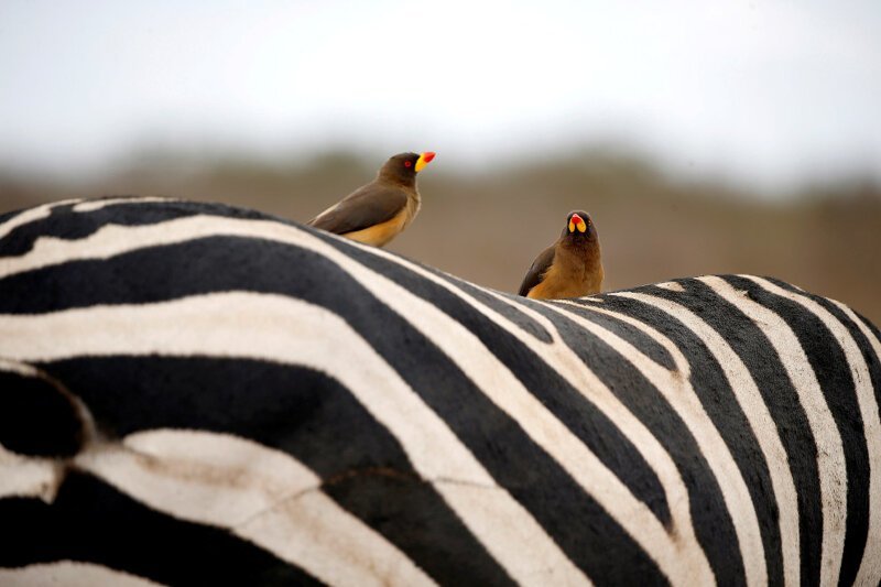 8. Привал. Птицы на спине зебры Найроби, Кения. (Фото Baz Ratner):