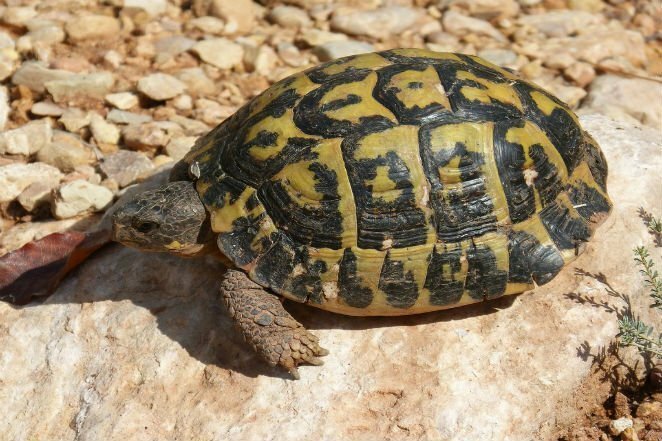 23. Некоторые черепахи используют задний проход для дыхания