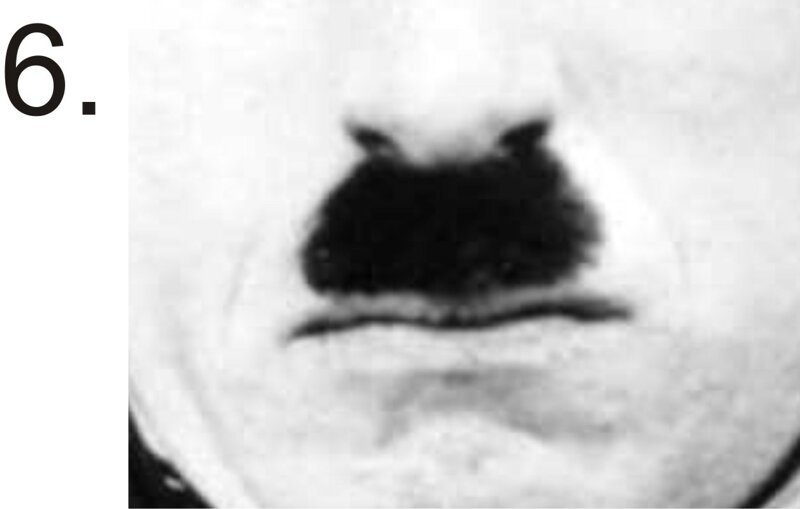Чьи это усы?