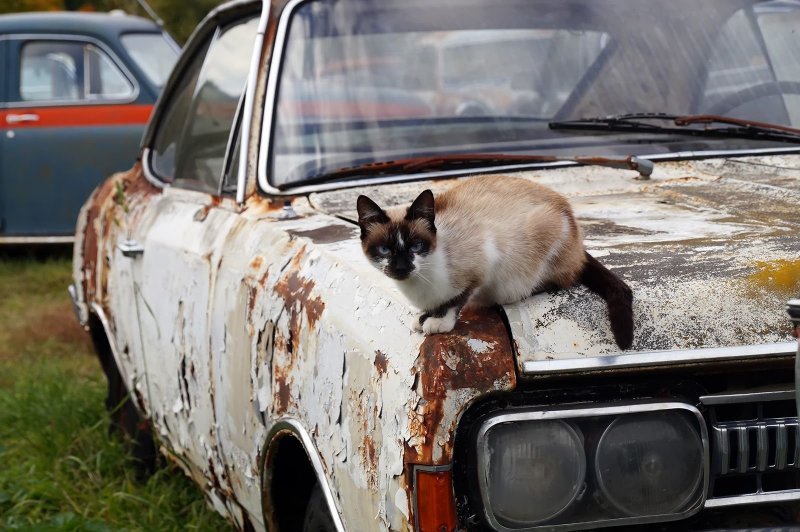 Традиционный черноусовский котик