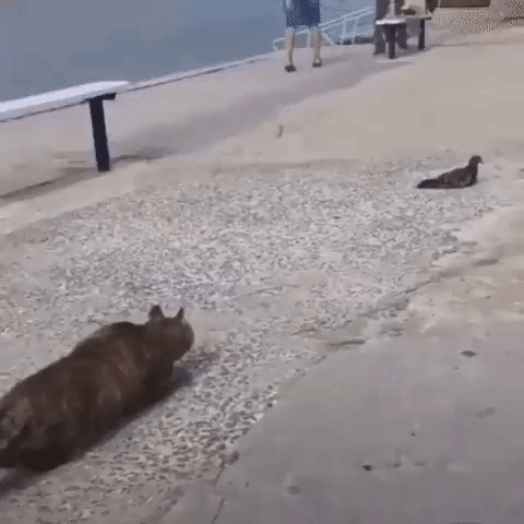 Гифки разные