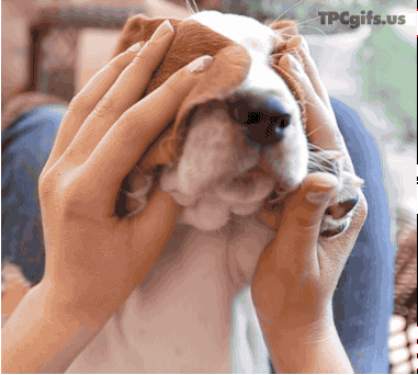 Звериные гифки