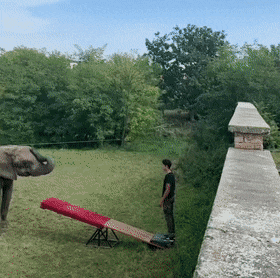 Звериные гифки