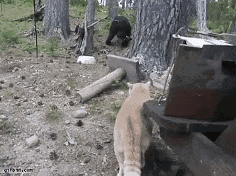 Звериные гифки