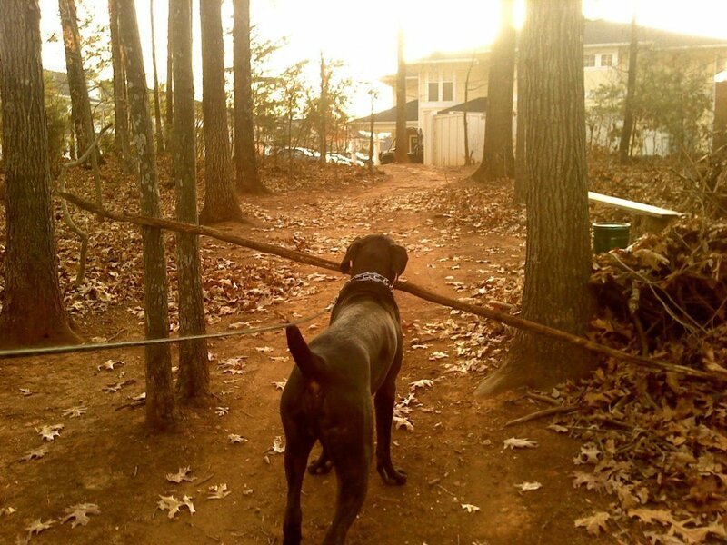 Он нашёл самую длинную палку в лесу
