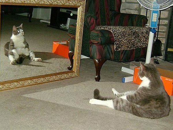 Понимают ли животные, что в зеркале их отражение