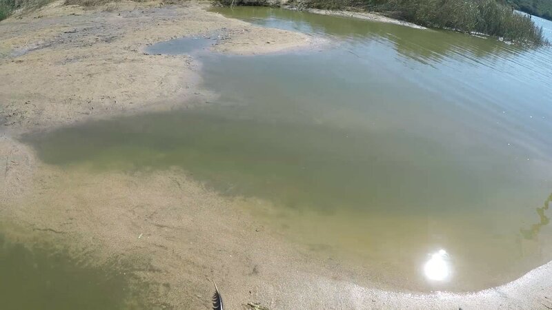 Еноты, медуза и грязевое озеро