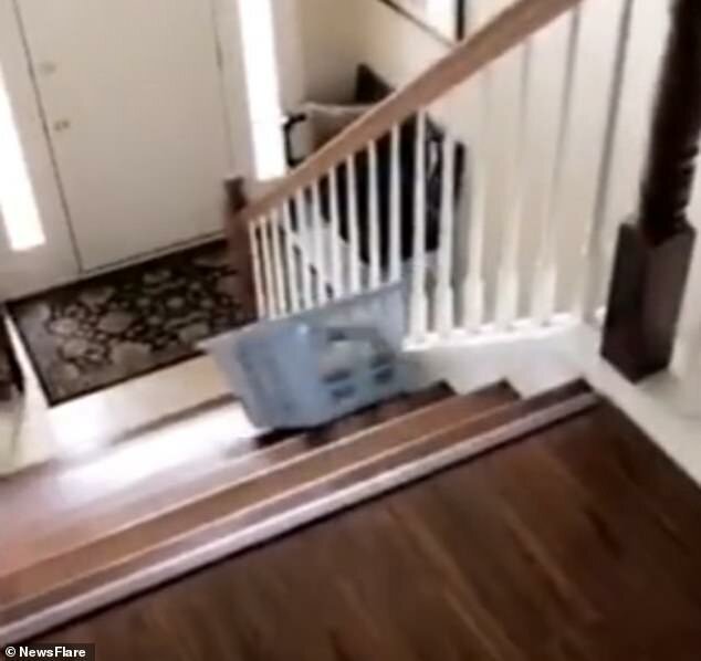 Еще секунда, и кот уже несется вниз по лестнице 