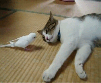 Гифки разные