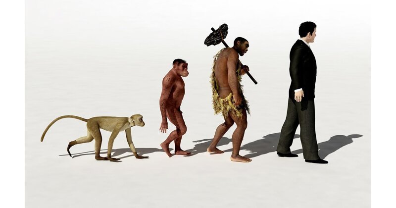 Почему прекратилась эволюция обезьян