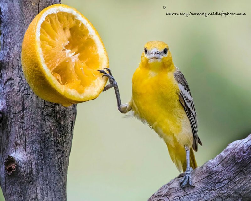 Фотографии - финалисты Comedy Wildlife Photography Awards разных лет