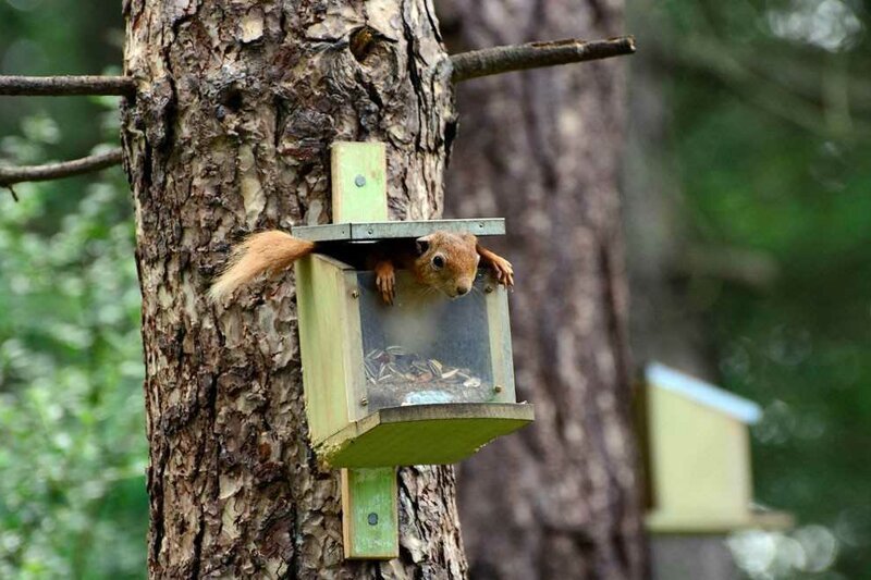 Фотографии - финалисты Comedy Wildlife Photography Awards разных лет