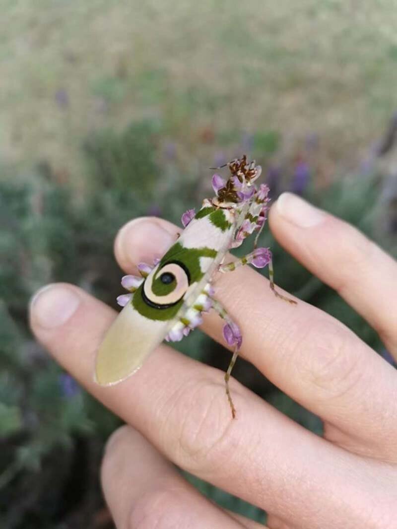 Женщина нашла этого великолепного цветочного богомола в своём саду в Южной Африке