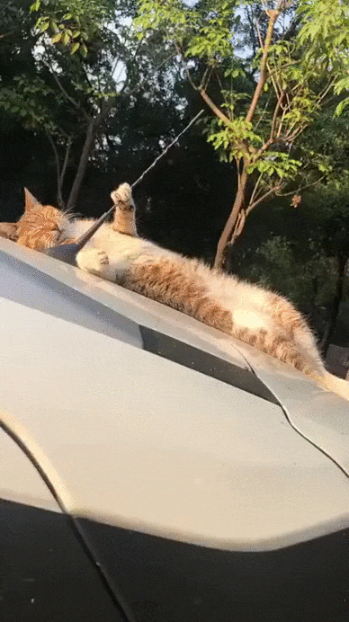 Лапой держится, чтобы не свалиться