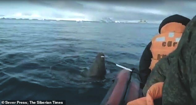 Видео: моржиха напала на лодку Русского географического общества