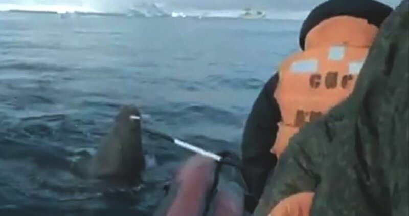 Видео: моржиха напала на лодку Русского географического общества