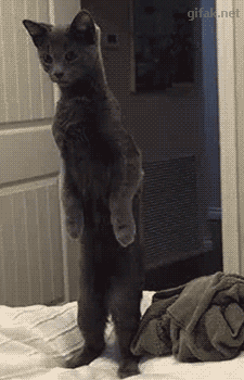 Гифки разные Гифки разные