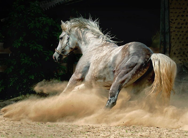 19. Однако исторически андалузских лошадей также использовали в скотоводческом хозяйстве, особенно для работы с пиренейскими быками, известными своим агрессивным темпераментом.