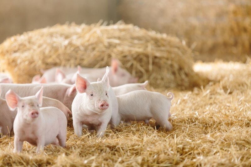 В Курганской области строят свинокомплекс на 8 тыс. голов