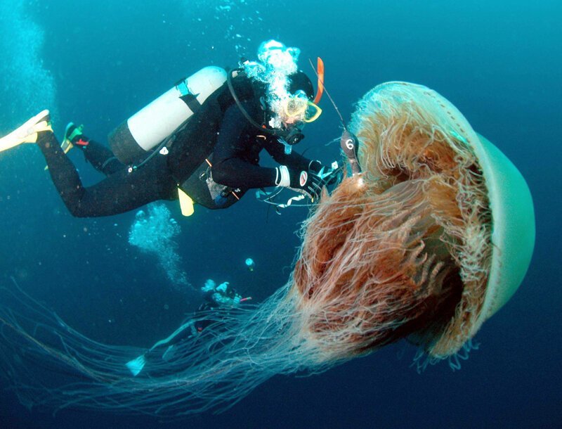 Самая большая в мире медуза - арктическая цианея, также известная как цианея волосатая или львиная грива (лат. Cyanea capillata, Cyanea arctica). Длина щупалец этих медуз может достигать 37 метров, а диаметр купола до 2,5 метров