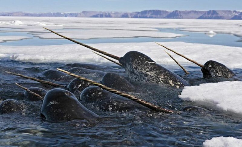 Нарвал, или единорог — млекопитающее, относится к отряду китообразных, является редким видом.