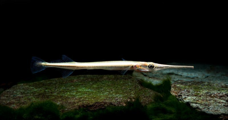 Игловые, или рыбы-иглы— семейство морских, солоноватоводных и пресноводных рыб подотряда игловидных (Syngnathoidei) отряда иглообразных (Syngnathiformes).