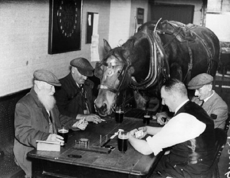 Джек Фаулер, угольный торговец из Бедфорда и его лошадь по кличке Сэм на протяжении нескольких лет ходили в бар, выпить пива и поиграть в домино.1930-е. 