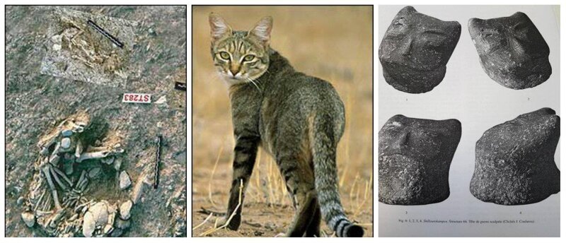 Самая древняя домашняя кошка была найдена на кипре, в районе пареклисия!