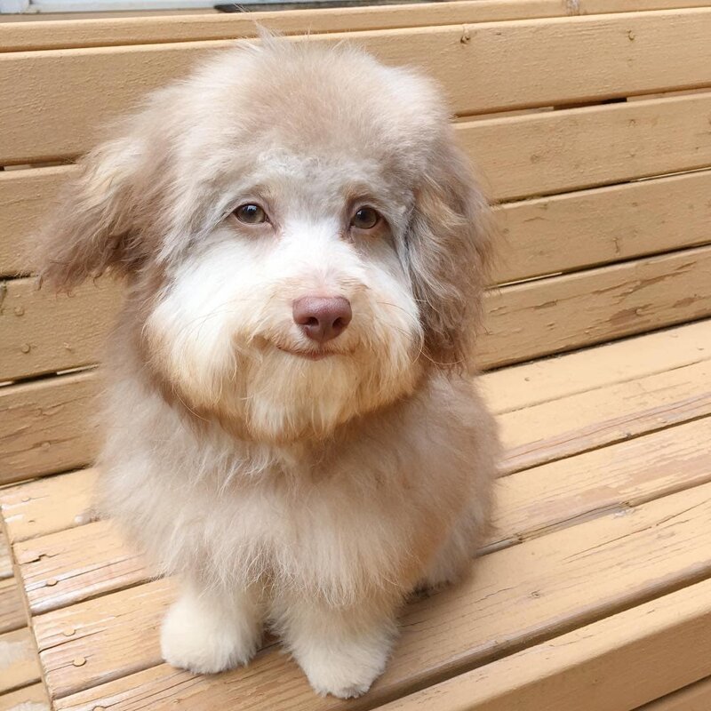 У этой милой собаки человеческое лицо — в том числе блестящие глаза и дружелюбная улыбка