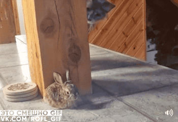 d32e5200e1e6f868c708b88dd690e688.gif