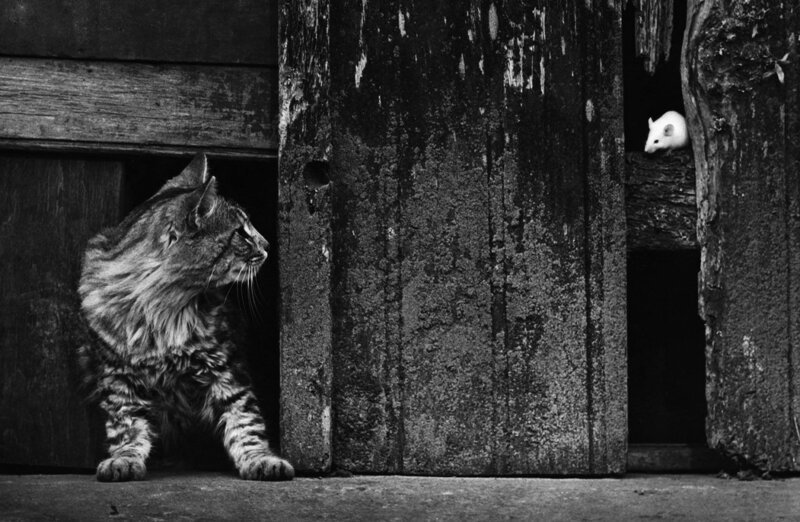 Коты и собаки в работах фотомастеров от классиков до современников
