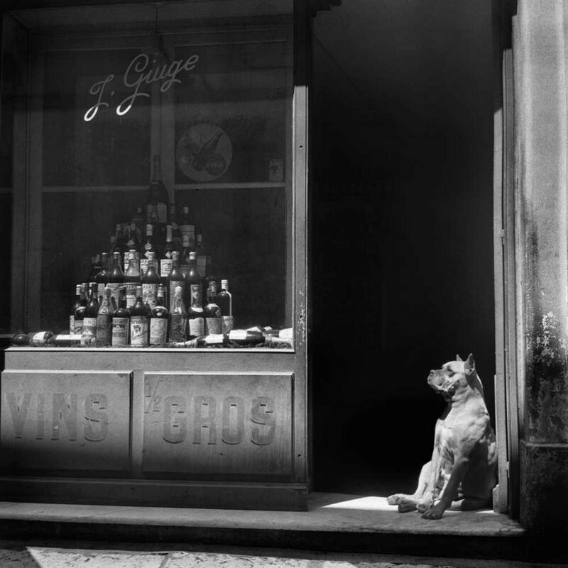 Коты и собаки в работах фотомастеров от классиков до современников