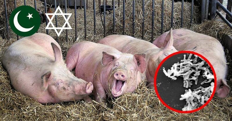 Почему иудеи и мусульмане не едят свинину, а христиане едят?
