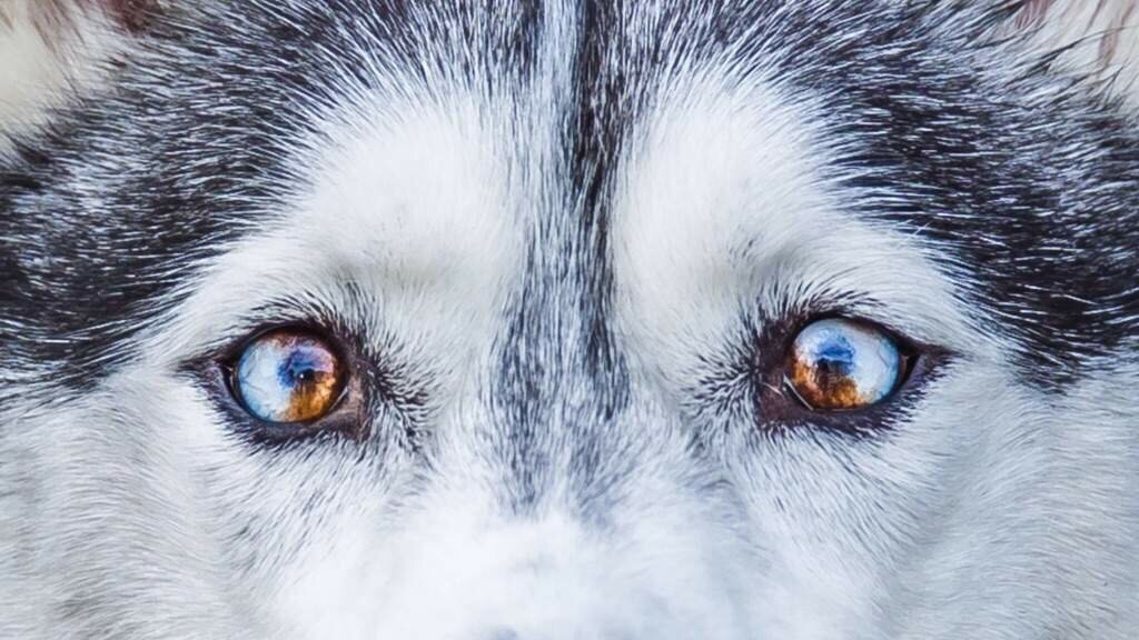 Глаза голубой собаки читать. Сибирский хаски разноглазый. Хаски гетерохромия. Гетерохромия у собак хаски. Сибирский хаски с гетерохромией.