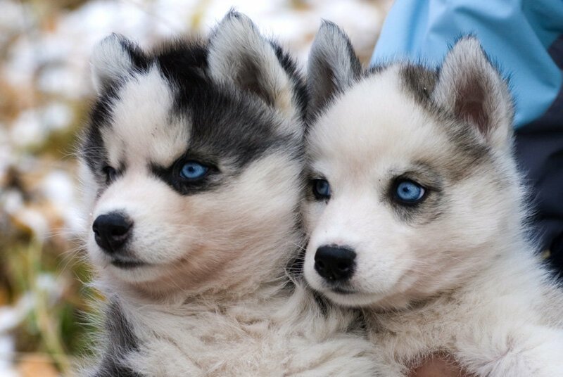 Почему у некоторых собак глаза разного цвета: во всем виновата гетерохромия