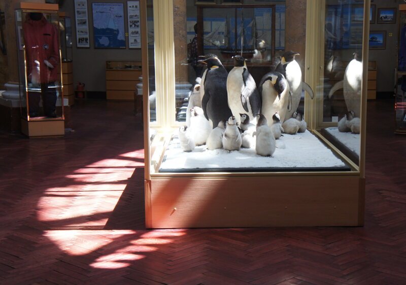 Первым делом идем в Светин любимый музей Арктики и Антарктики. Символично, учитывая направление нашего отпуска.