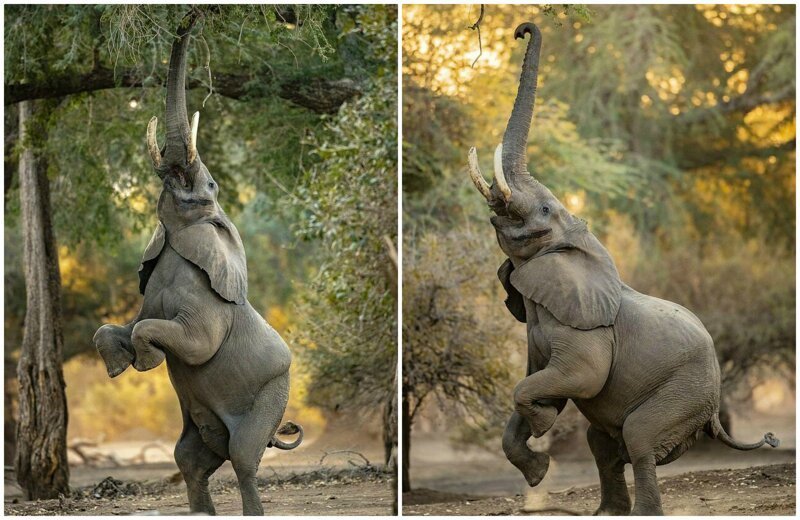 Слоновья акробатика: чего только не сделаешь ради вкусняшки