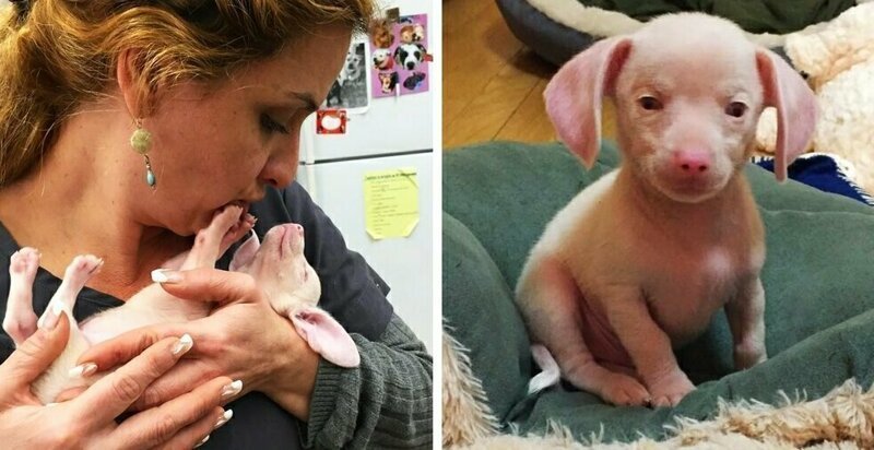 Розовый щенок по кличке Пятачок родился слепым и глухим. Но он вырос и стал помогать другим