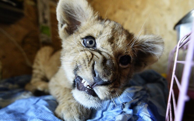 Рычащий львенок в семейном мини-зоопарке Екатерины и Юрия Зотовых, который открылся в конце минувшего года в селе Борисовка под Уссурийском…