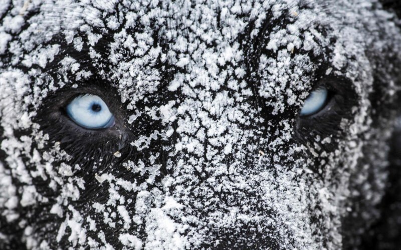 Одна из сложнейших гонок на собачьих упряжках в мире — «Большая Одиссея» (La Grande Odyssee). (Фото JEAN-PHILIPPE KSIAZEK):