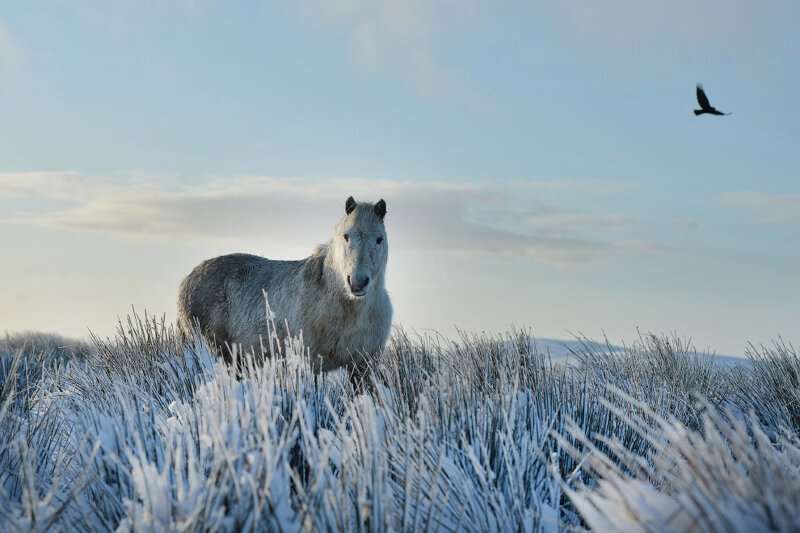 Добрый дикий конь в Белфасте, Северная Ирландия. (Фото Charles McQuillan):